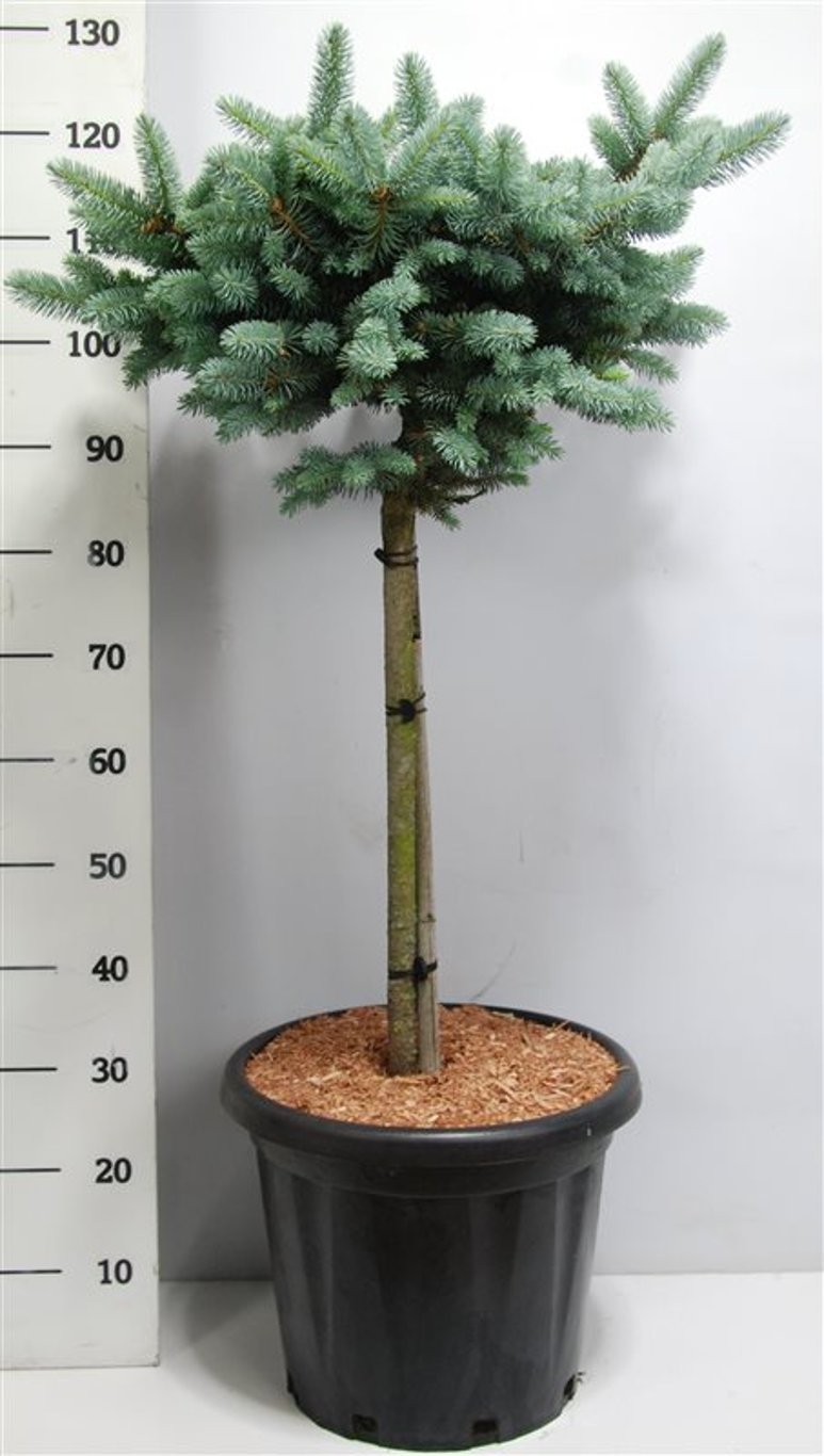Picea pungens 'Glauca Globosa' - 60 CM Stem C25